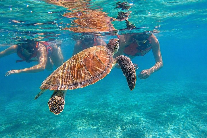 San Juan: Snorkeling with Turtles, Escambrón Beach