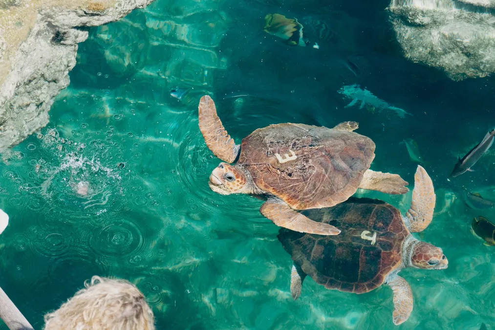 Sea turtle snorkeling Puerto Rico Caribbean crystal clear water