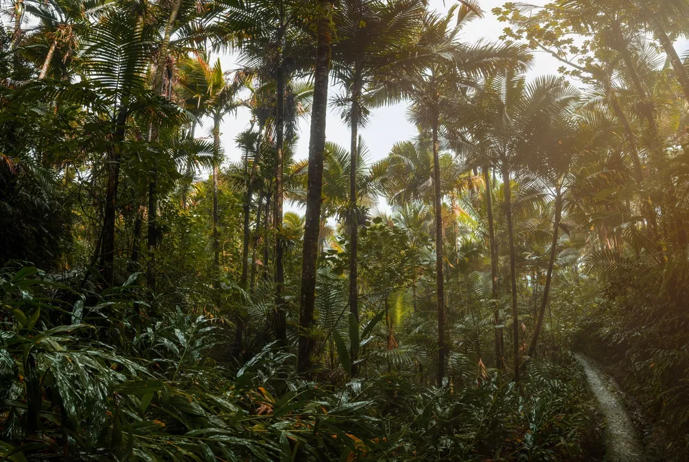 El Yunque national forest Puerto Rico hiking trail tropical vegetation