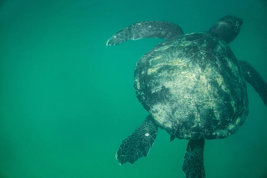 Snorkeling turtle Puerto Rico Caribbean ocean tropical underwater